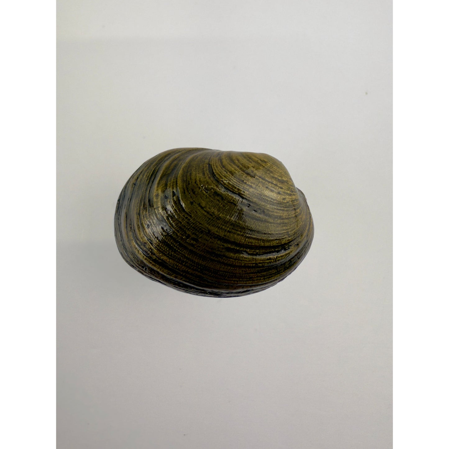 Littleneck Clam Knob