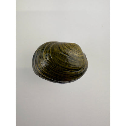 Littleneck Clam Knob