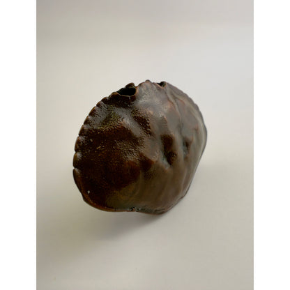 Dungeness Knob Small
