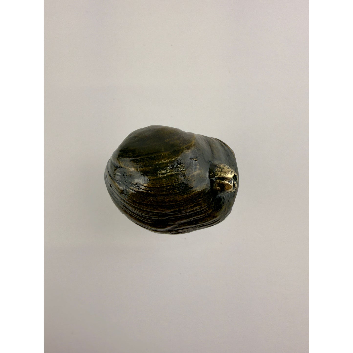 Littleneck Clam With Barnacles Pull