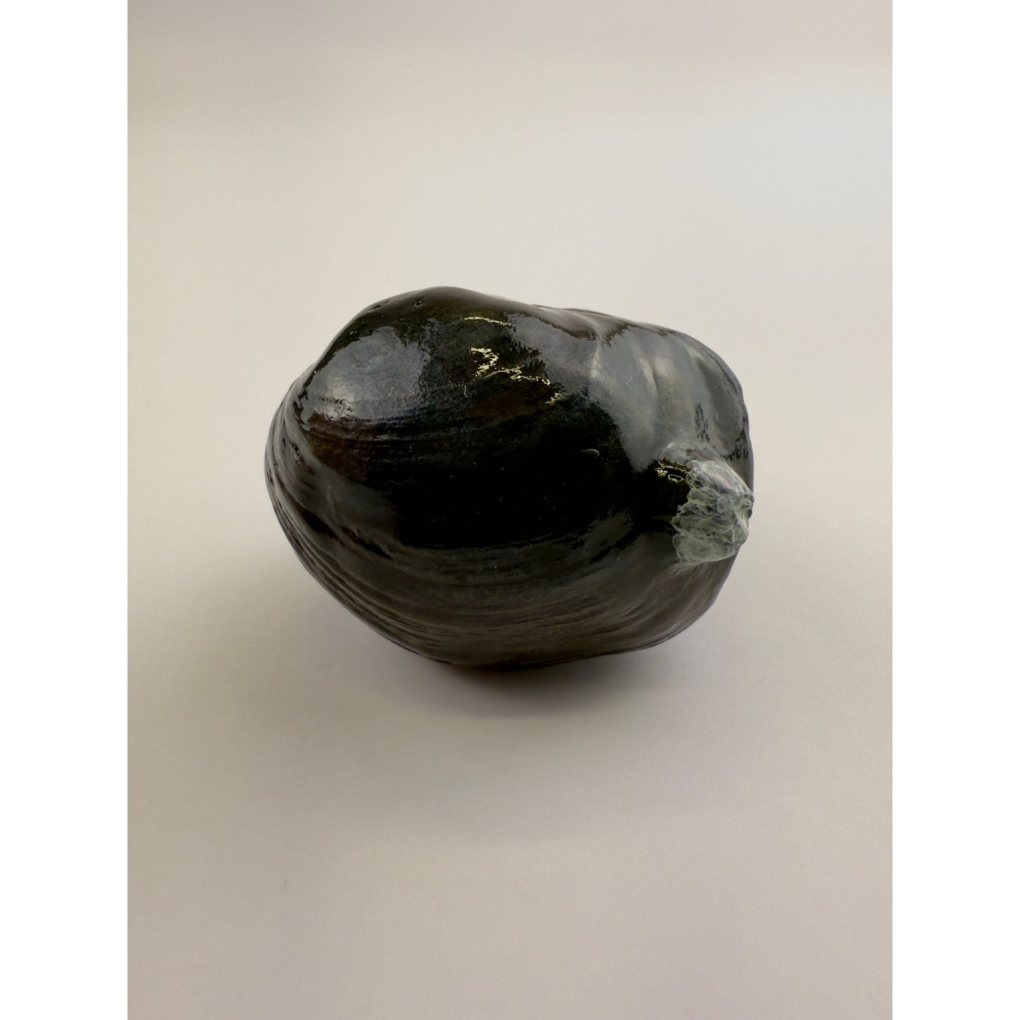 Littleneck Clam With Barnacles Pull