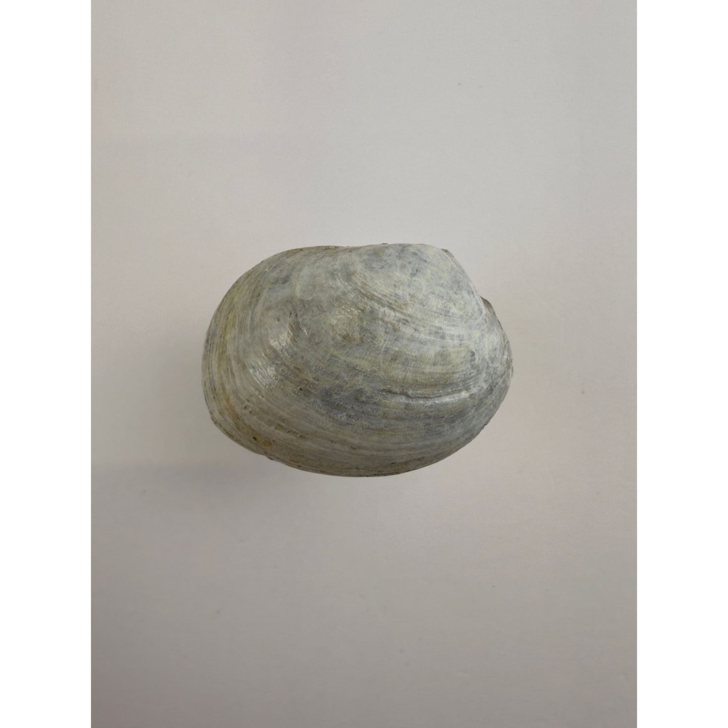 Littleneck Clam Knob
