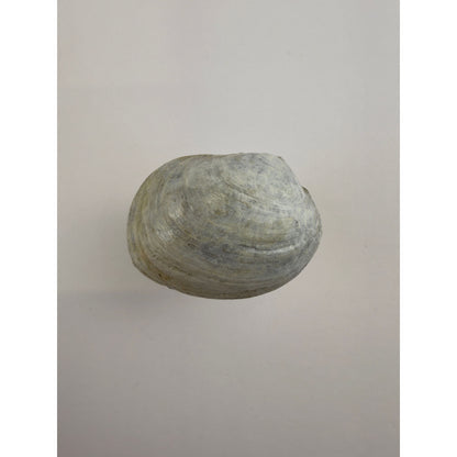Littleneck Clam Knob