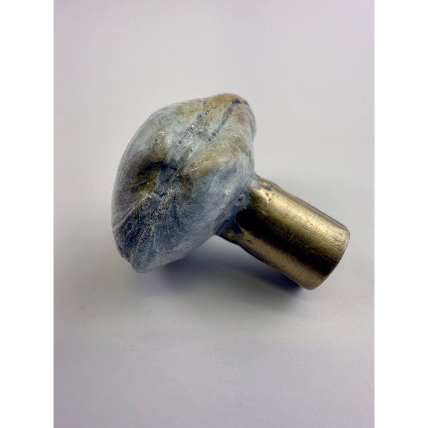 Littleneck Clam Knob