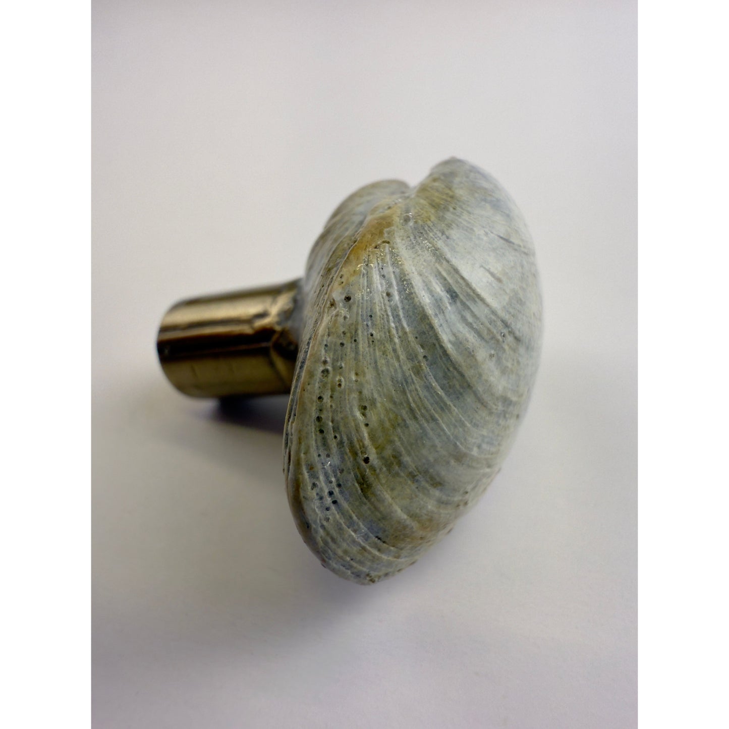 Littleneck Clam Knob