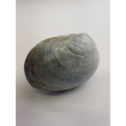 Littleneck Clam Knob