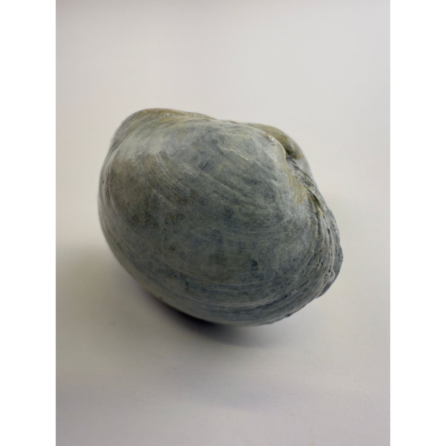 Littleneck Clam Knob