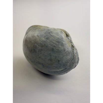 Littleneck Clam Knob